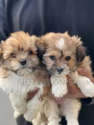 Photo - 1-3 months Male Purebred Maltese