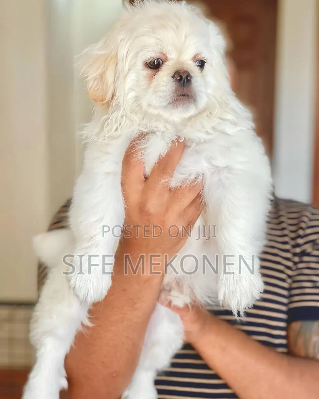 1-3 months Male Purebred Maltese