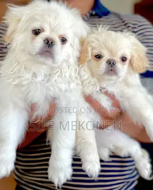 Photo - 1-3 months Male Purebred Maltese