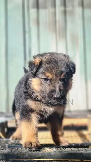 1-3 months Male Purebred German Shepherd