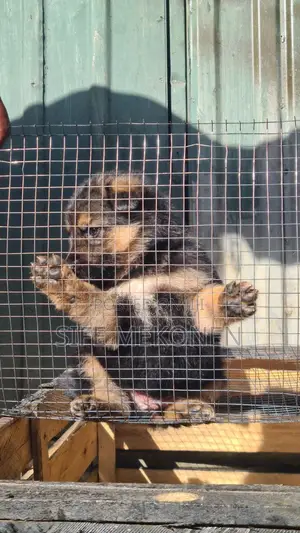 1-3 months Male Purebred German Shepherd