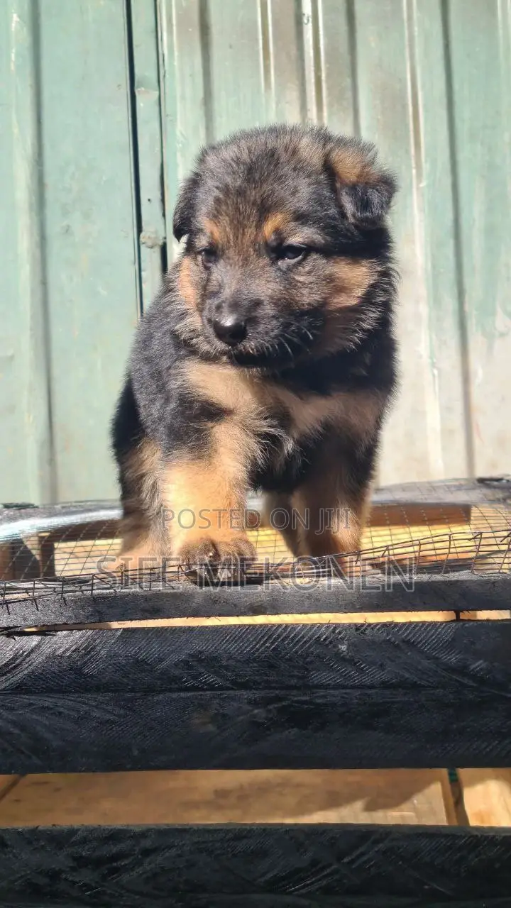 1-3 months Male Purebred German Shepherd