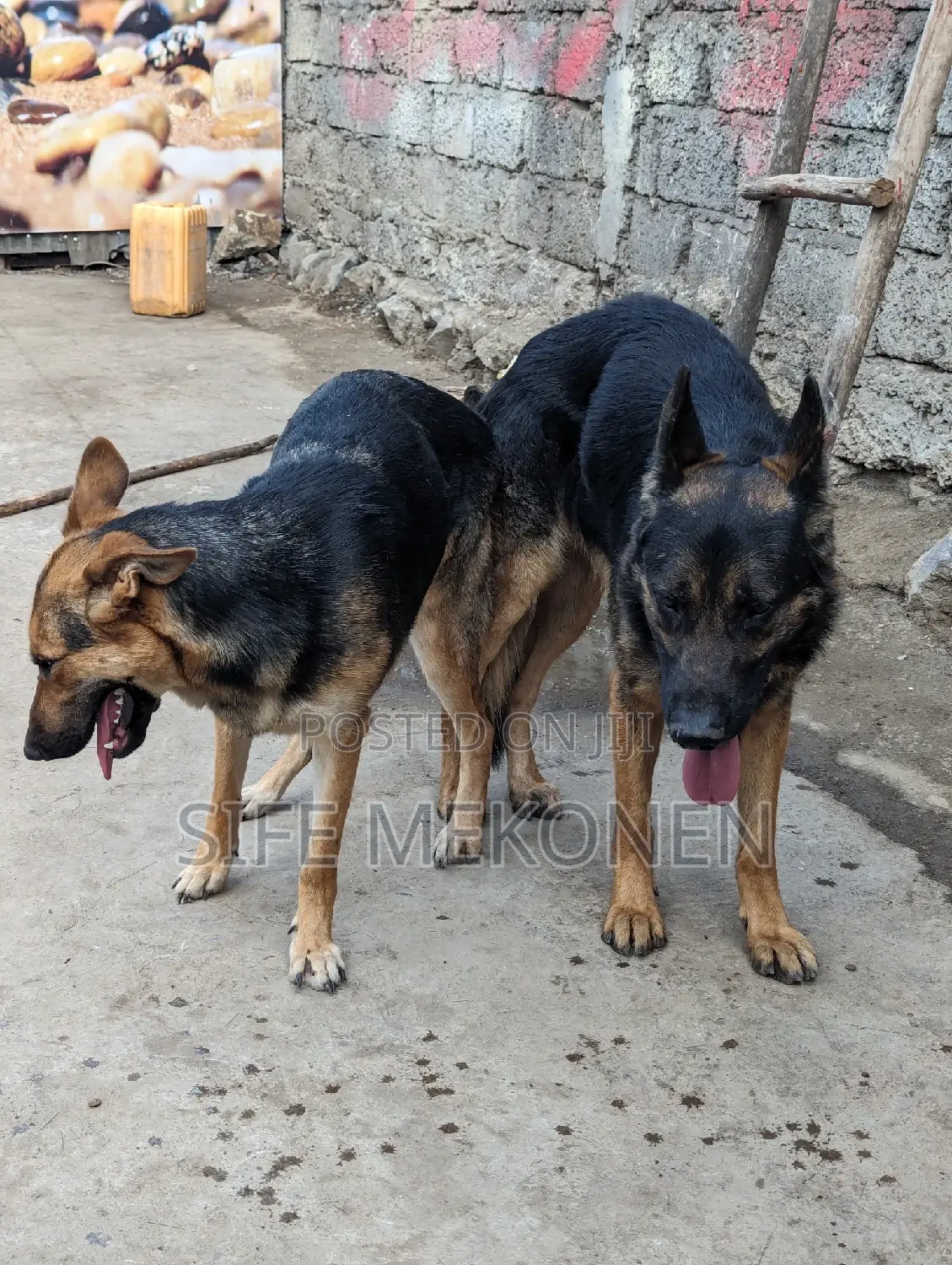 1-3 months Male Purebred German Shepherd
