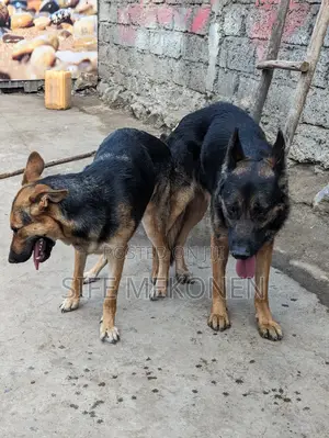 1-3 months Male Purebred German Shepherd