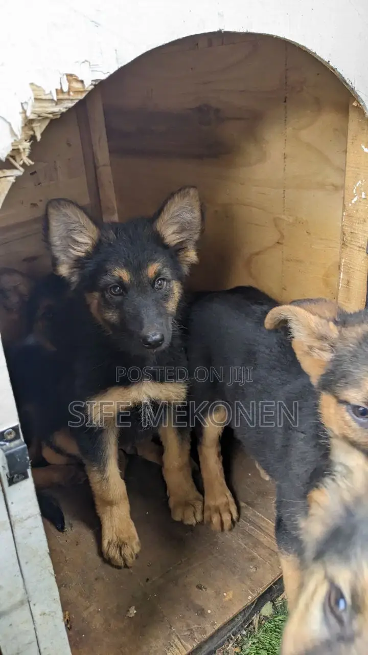 1-3 months Male Purebred German Shepherd