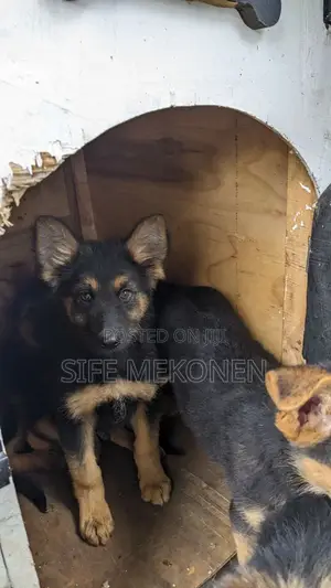 1-3 months Male Purebred German Shepherd