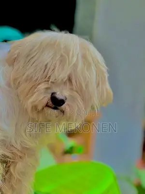 1-3 months Female Purebred Maltese