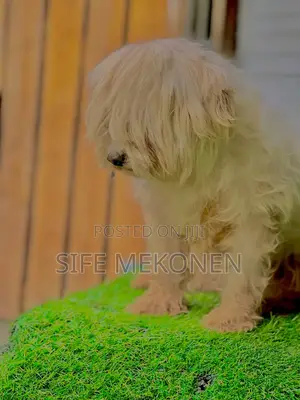 1-3 months Female Purebred Maltese