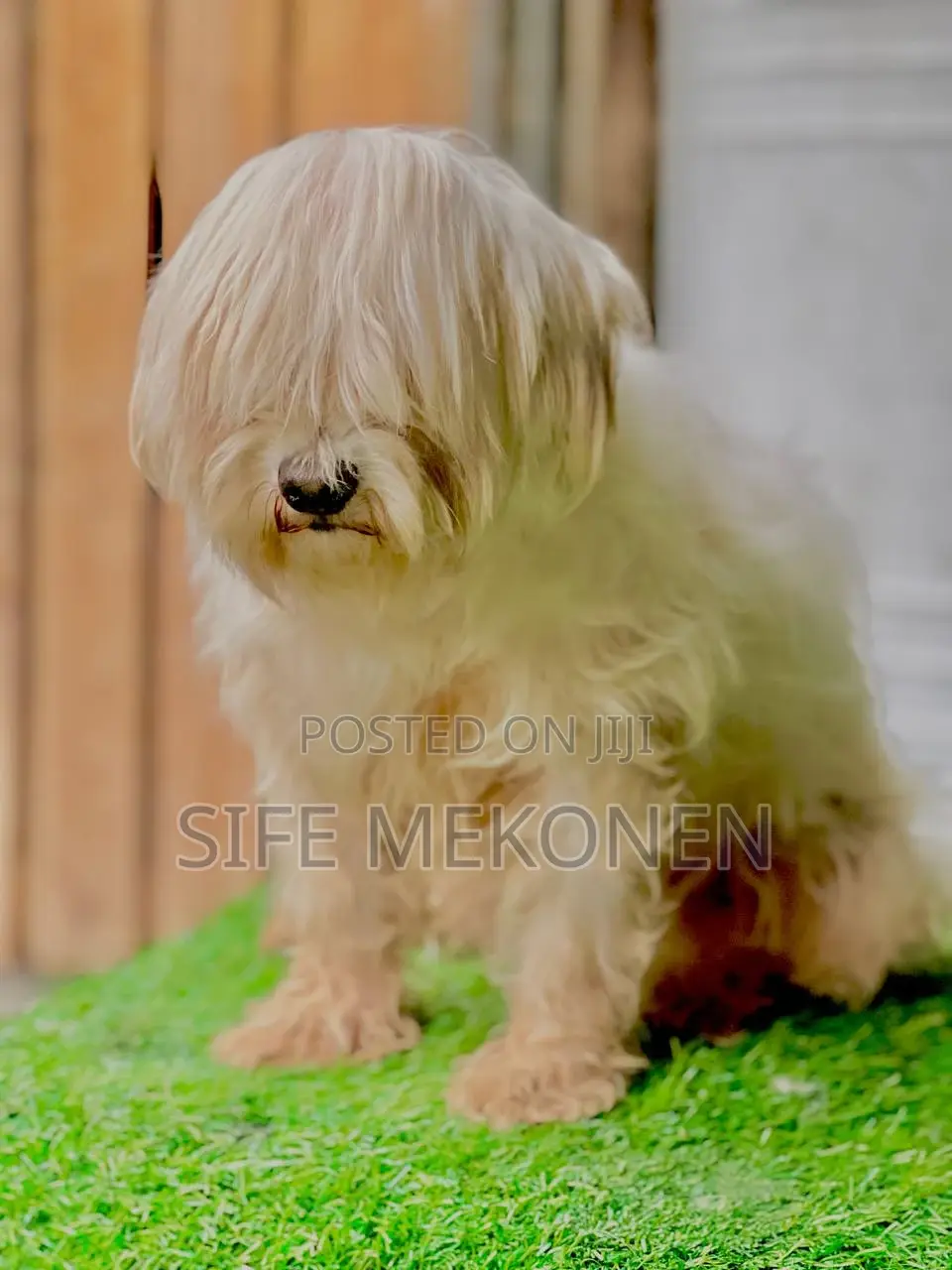 1-3 months Female Purebred Maltese