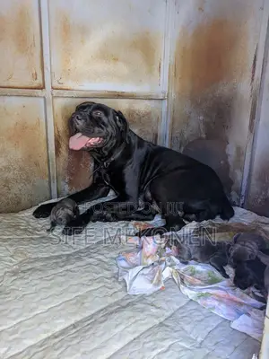 1-3 months Male Purebred Bullmastiff