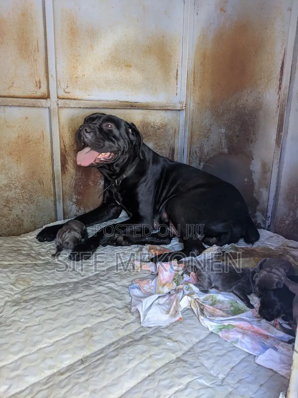 1-3 months Male Purebred Bullmastiff