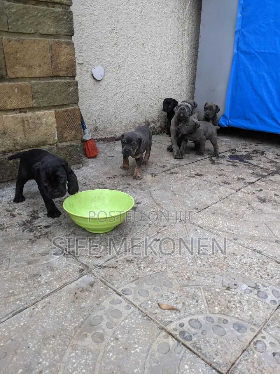 1-3 months Male Purebred Bullmastiff