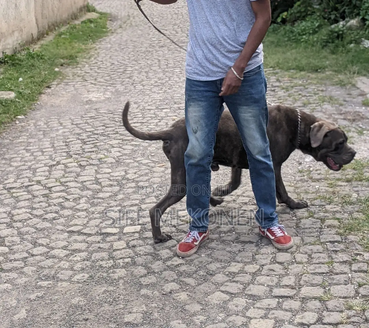 1-3 months Male Purebred Bullmastiff