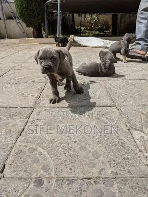1-3 months Male Purebred Bullmastiff