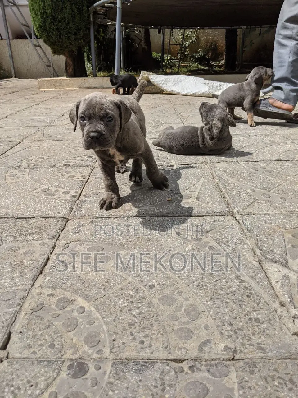 1-3 months Male Purebred Bullmastiff