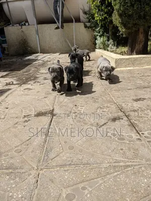 1-3 months Male Purebred Bullmastiff