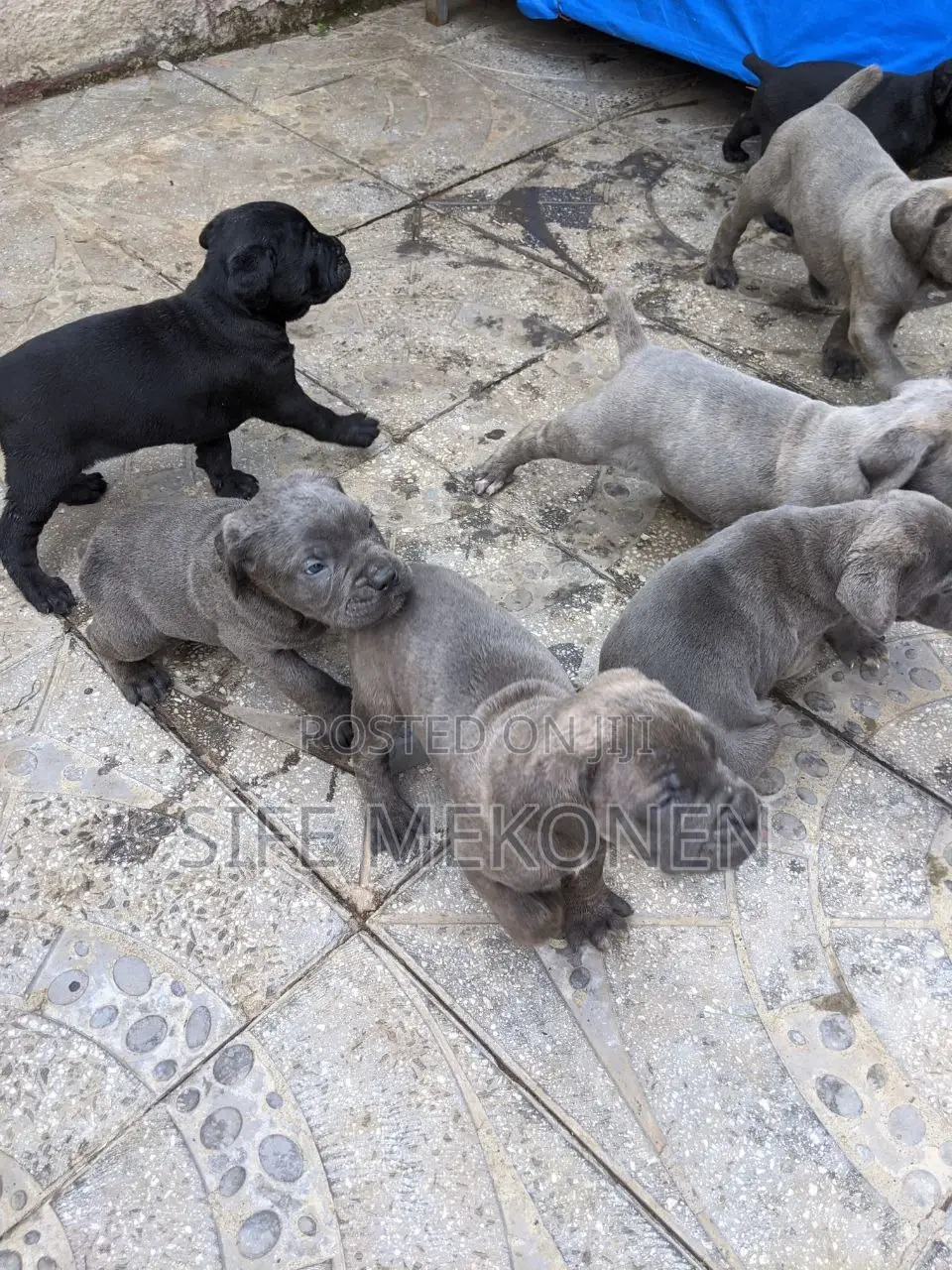 1-3 months Male Purebred Bullmastiff