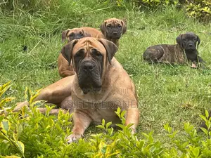 Photo - 1-3 months Male Purebred Bullmastiff