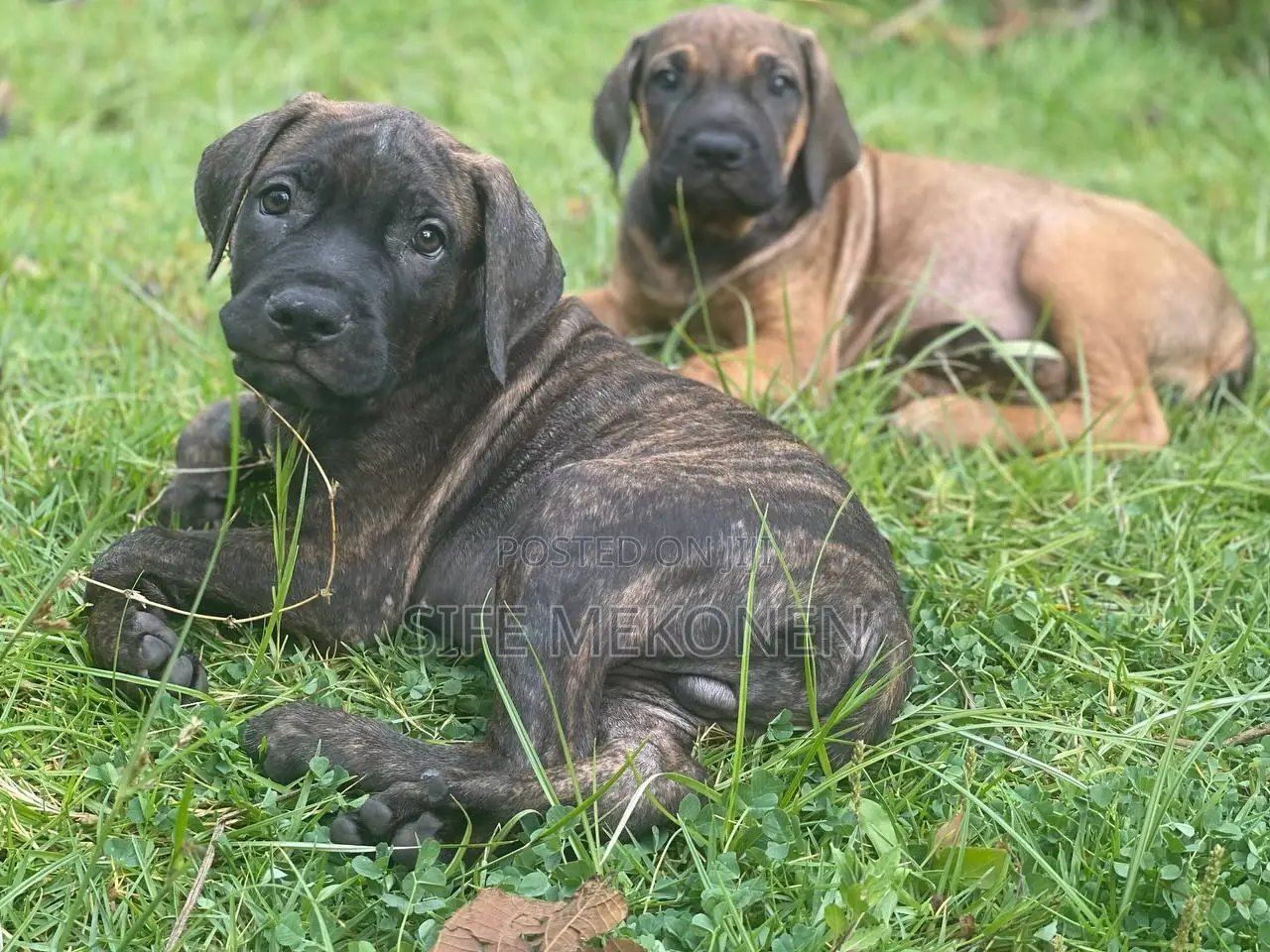 1-3 months Male Purebred Bullmastiff