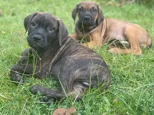 1-3 months Male Purebred Bullmastiff