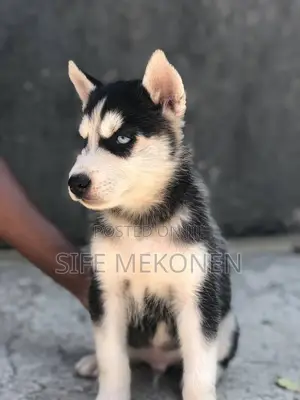 Photo - 1-3 months Male Purebred Siberian Husky