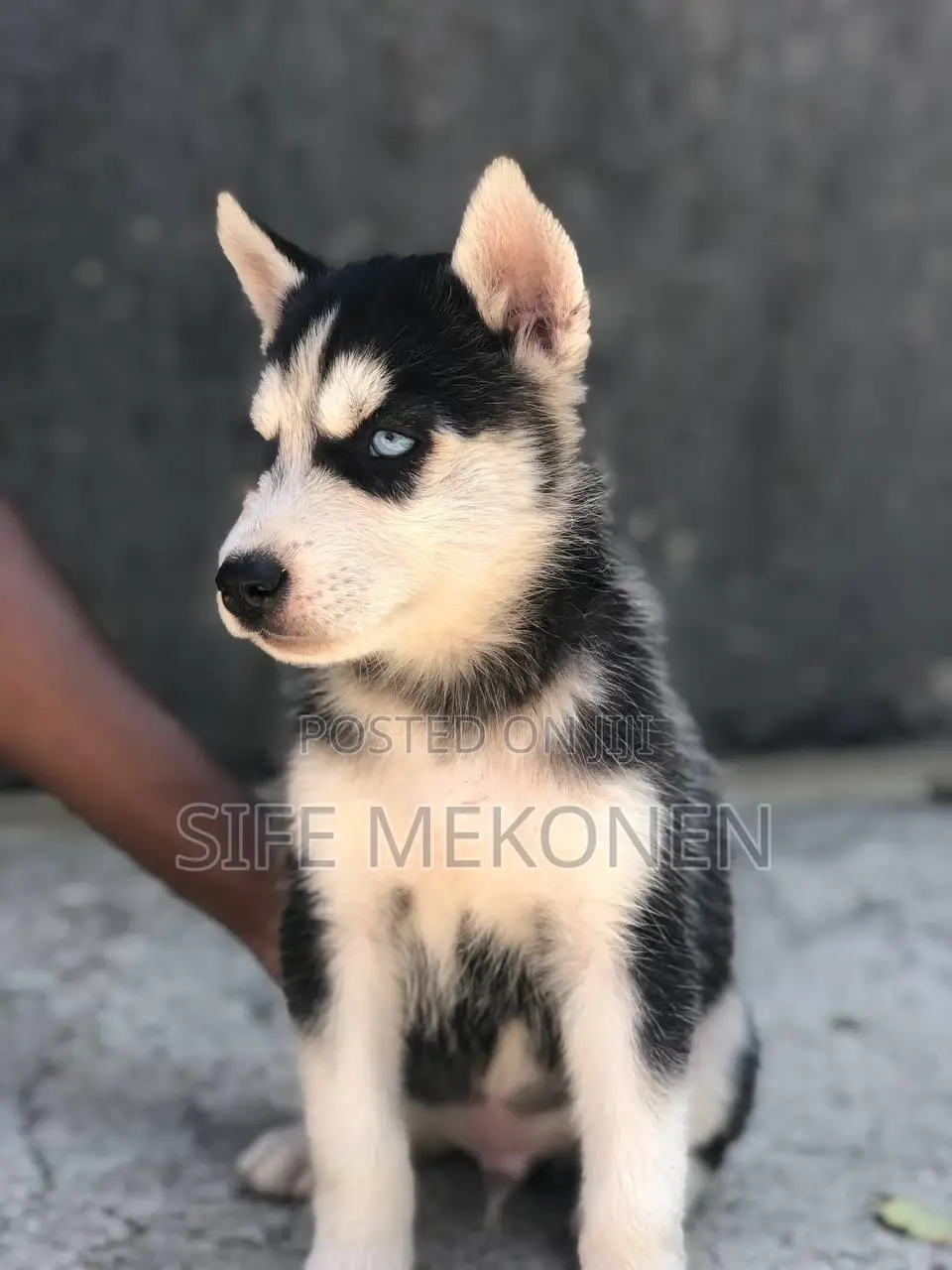 1-3 months Male Purebred Siberian Husky