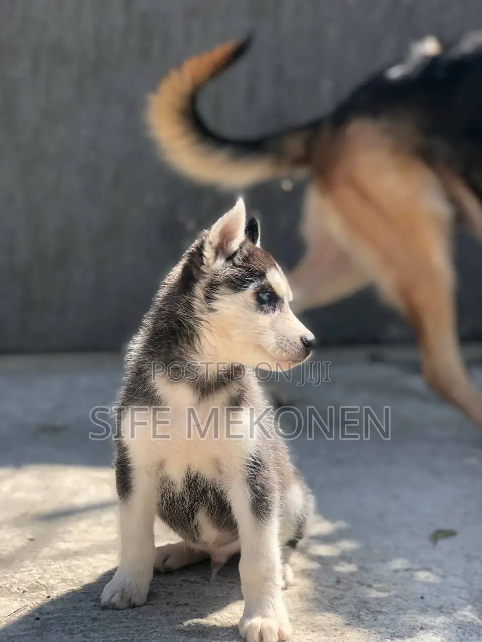 1-3 months Male Purebred Siberian Husky