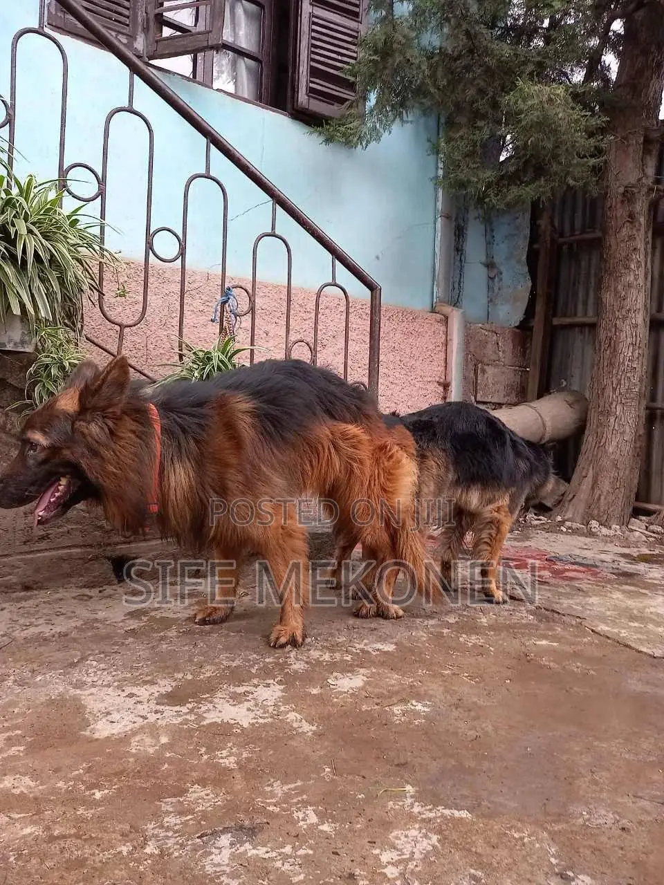 1-3 months Male Purebred German Shepherd