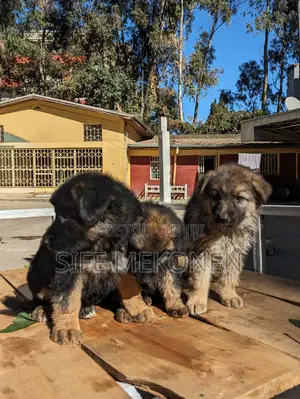 1-3 months Male Purebred German Shepherd