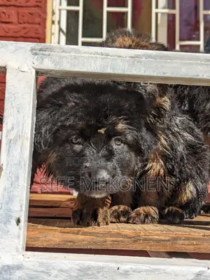 1-3 months Male Purebred German Shepherd