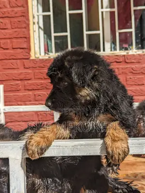 1-3 months Male Purebred German Shepherd