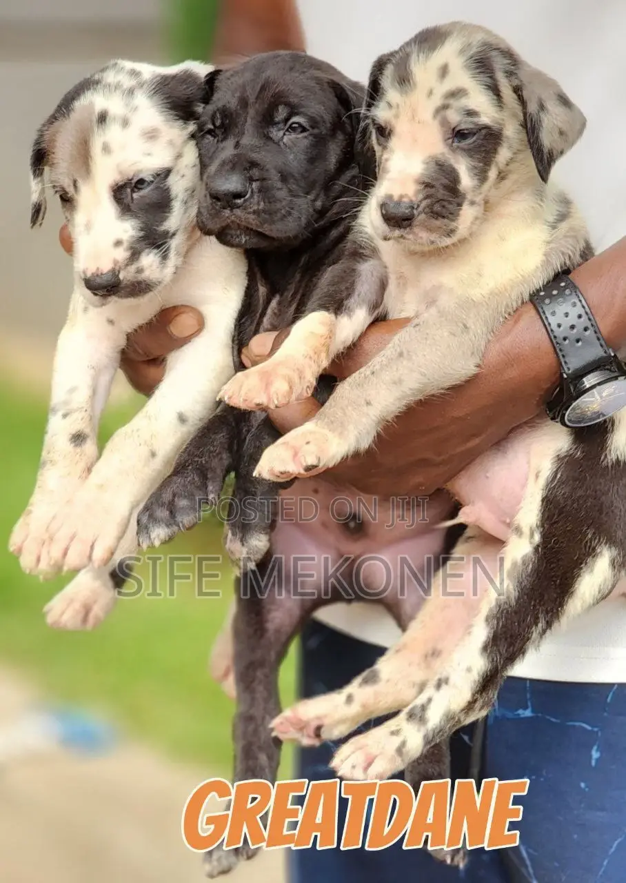 1-3 months Male Purebred Great Dane