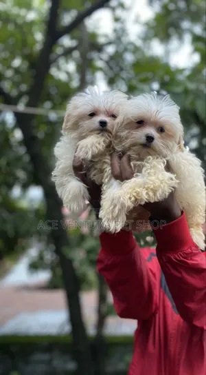 Photo - 1-3 months Male Purebred Maltese