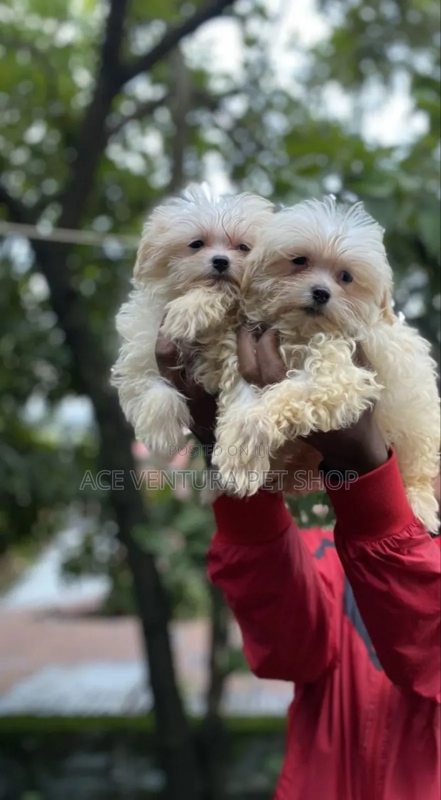 1-3 months Male Purebred Maltese