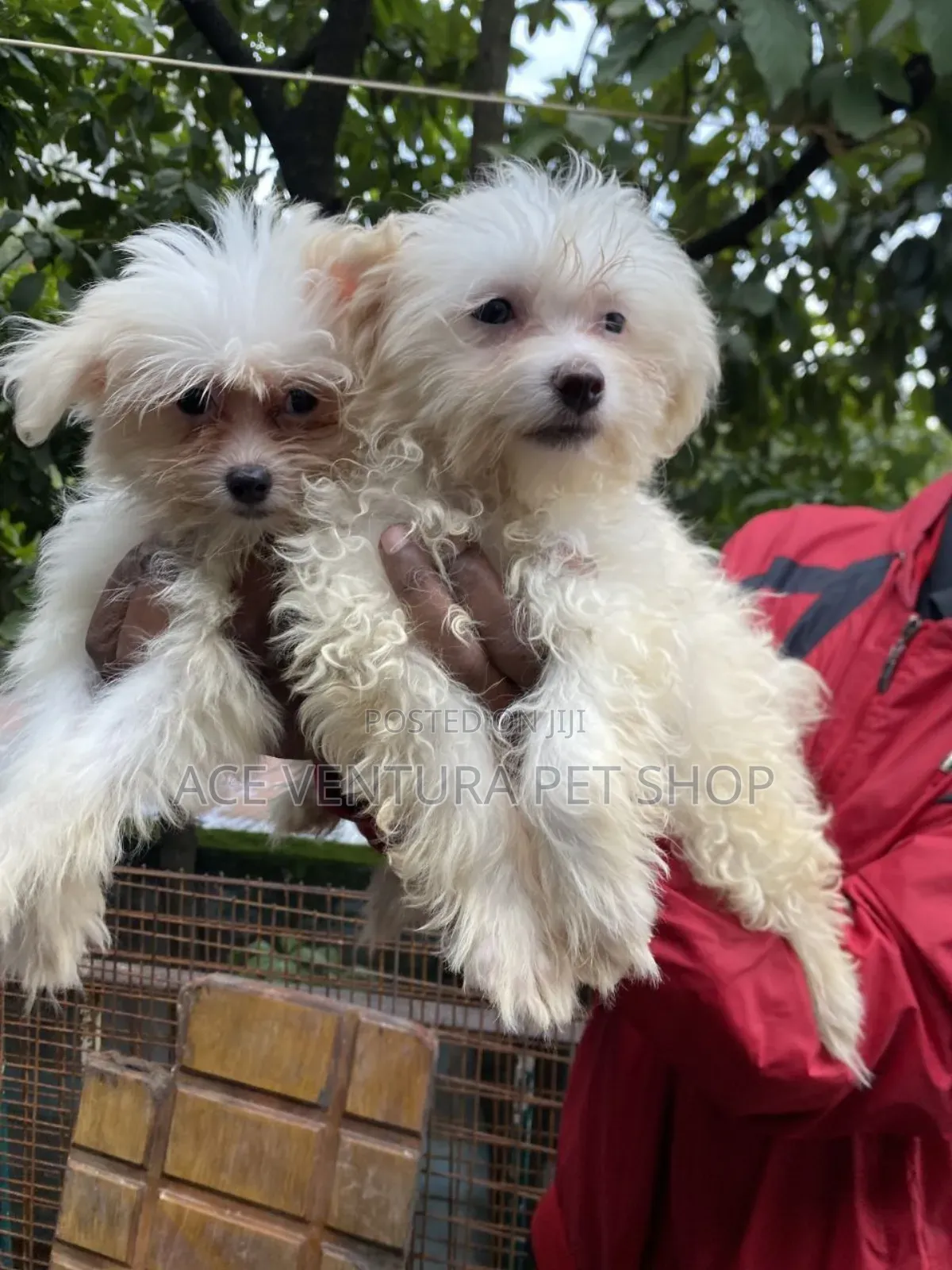 1-3 months Male Purebred Maltese