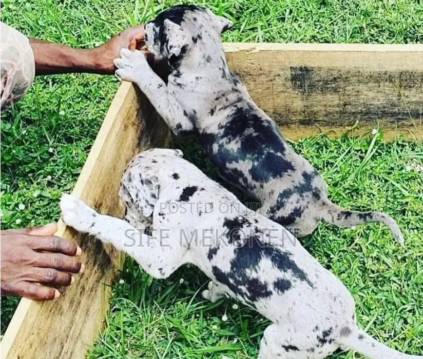 1-3 months Male Purebred Great Dane