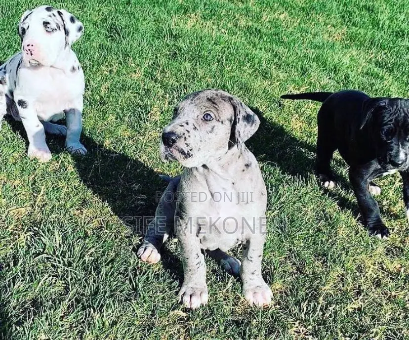 1-3 months Male Purebred Great Dane