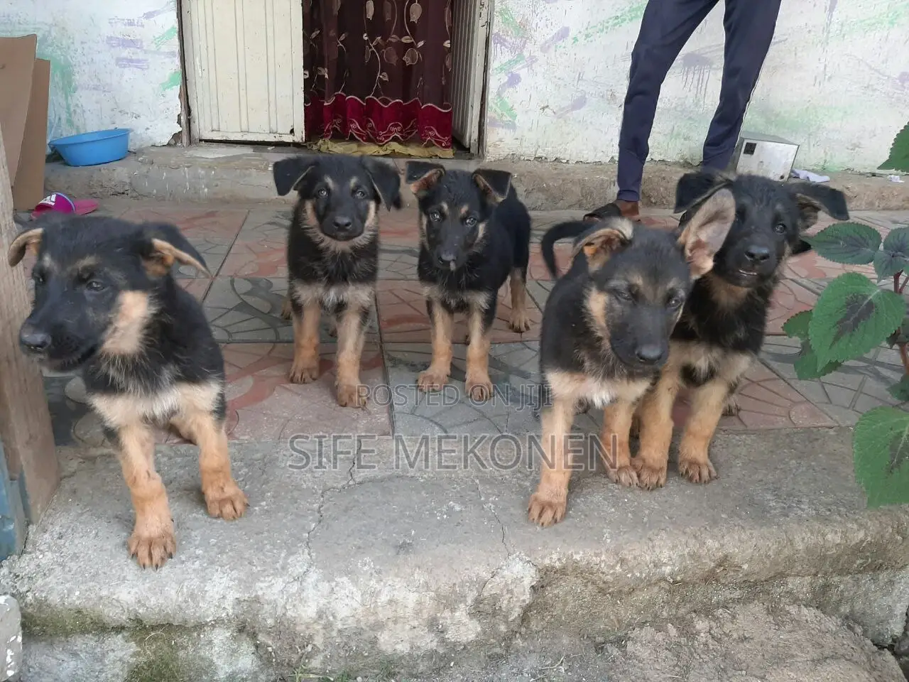 1-3 months Male Purebred German Shepherd