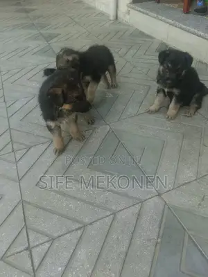 Photo - 1-3 months Male Purebred German Shepherd