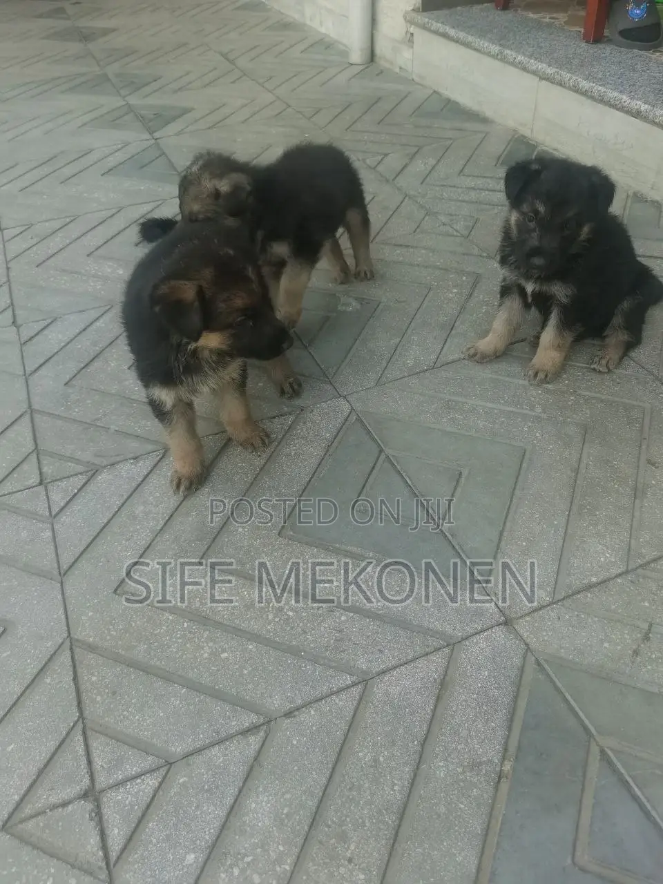 1-3 months Male Purebred German Shepherd