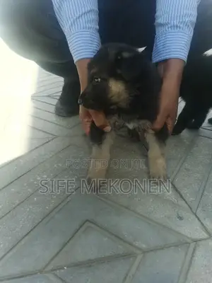 1-3 months Male Purebred German Shepherd