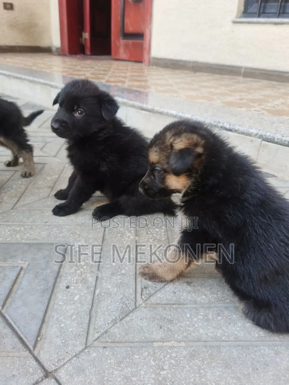 1-3 months Male Purebred German Shepherd