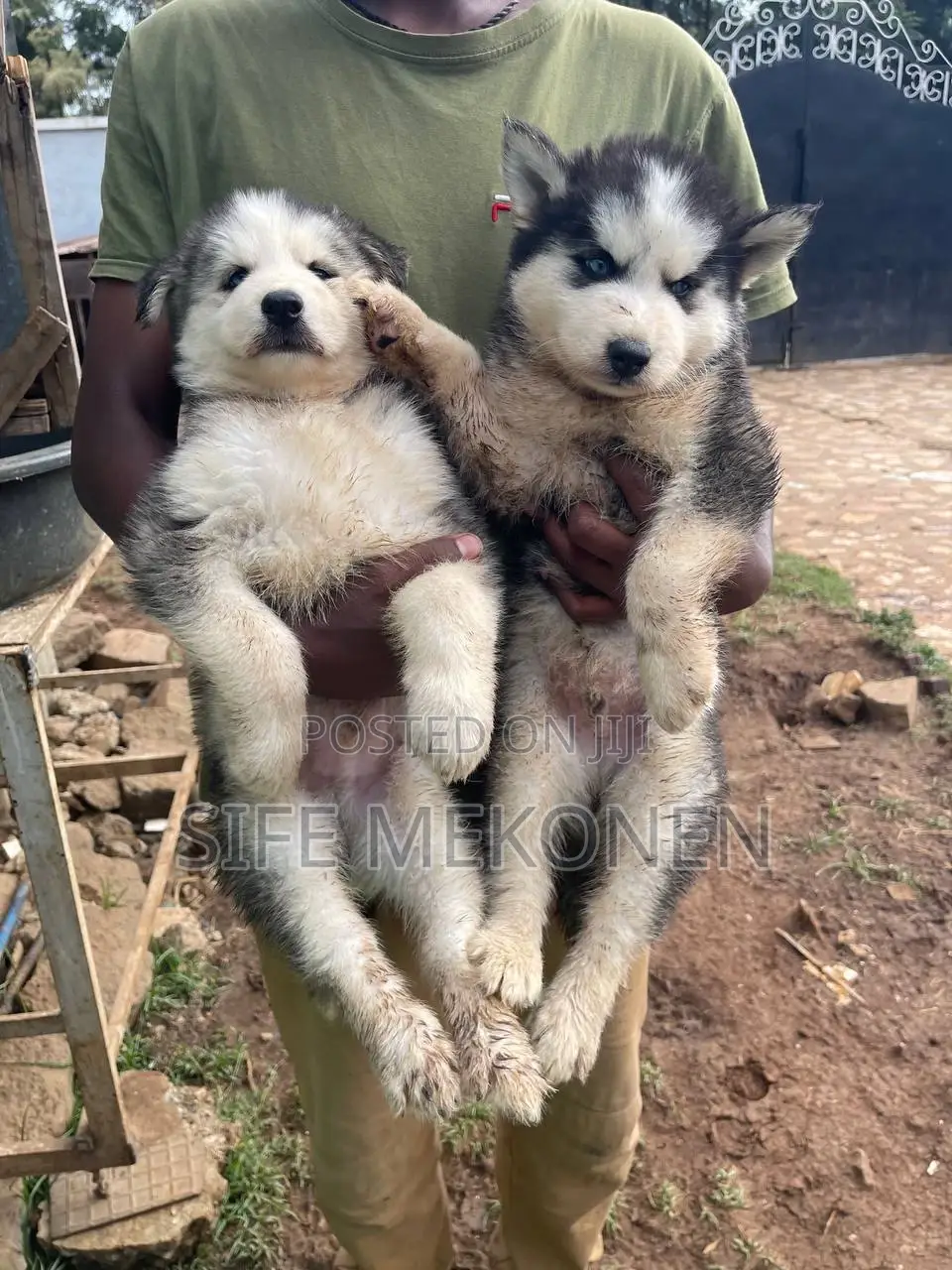 1-3 months Male Purebred Siberian Husky
