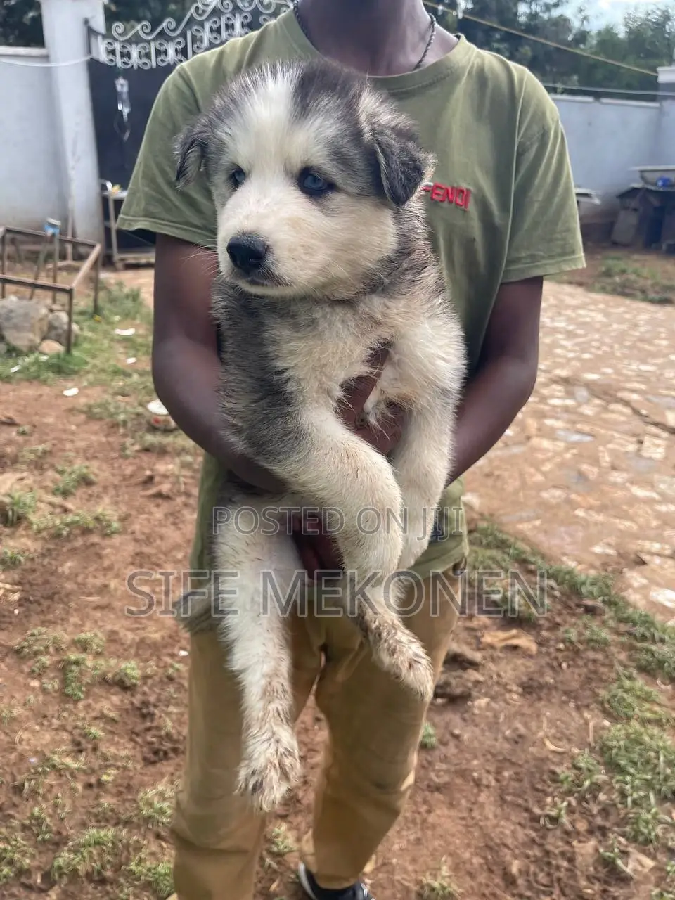 1-3 months Male Purebred Siberian Husky