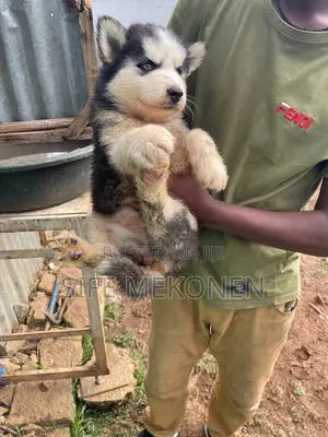 1-3 months Male Purebred Siberian Husky