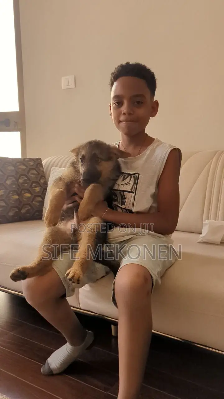 1-3 months Male Purebred German Shepherd