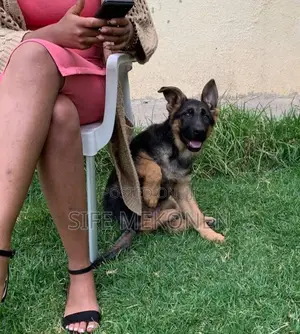 1-3 months Male Purebred German Shepherd