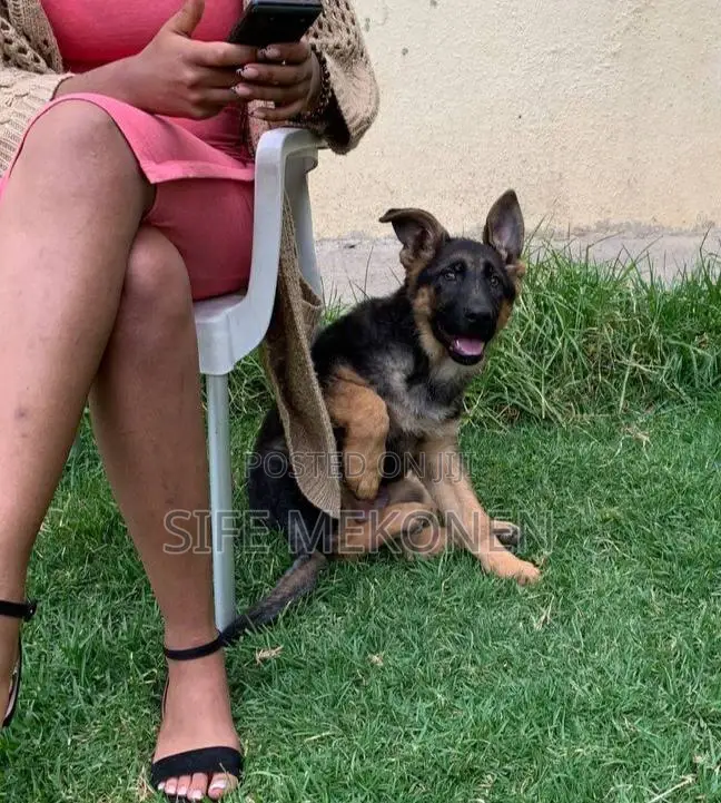 1-3 months Male Purebred German Shepherd
