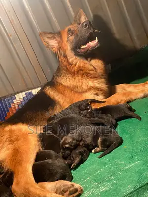 1-3 months Male Purebred German Shepherd