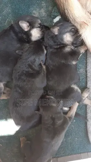 1-3 months Male Purebred German Shepherd